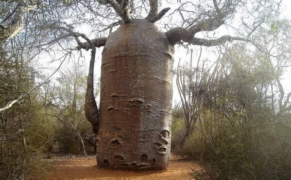 un tronc d'arbre épais pour simuler l'augmentation de l'épaisseur du pénis